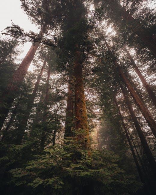 7 Reasons Forest Bathing is the Ultimate Relaxation Technique