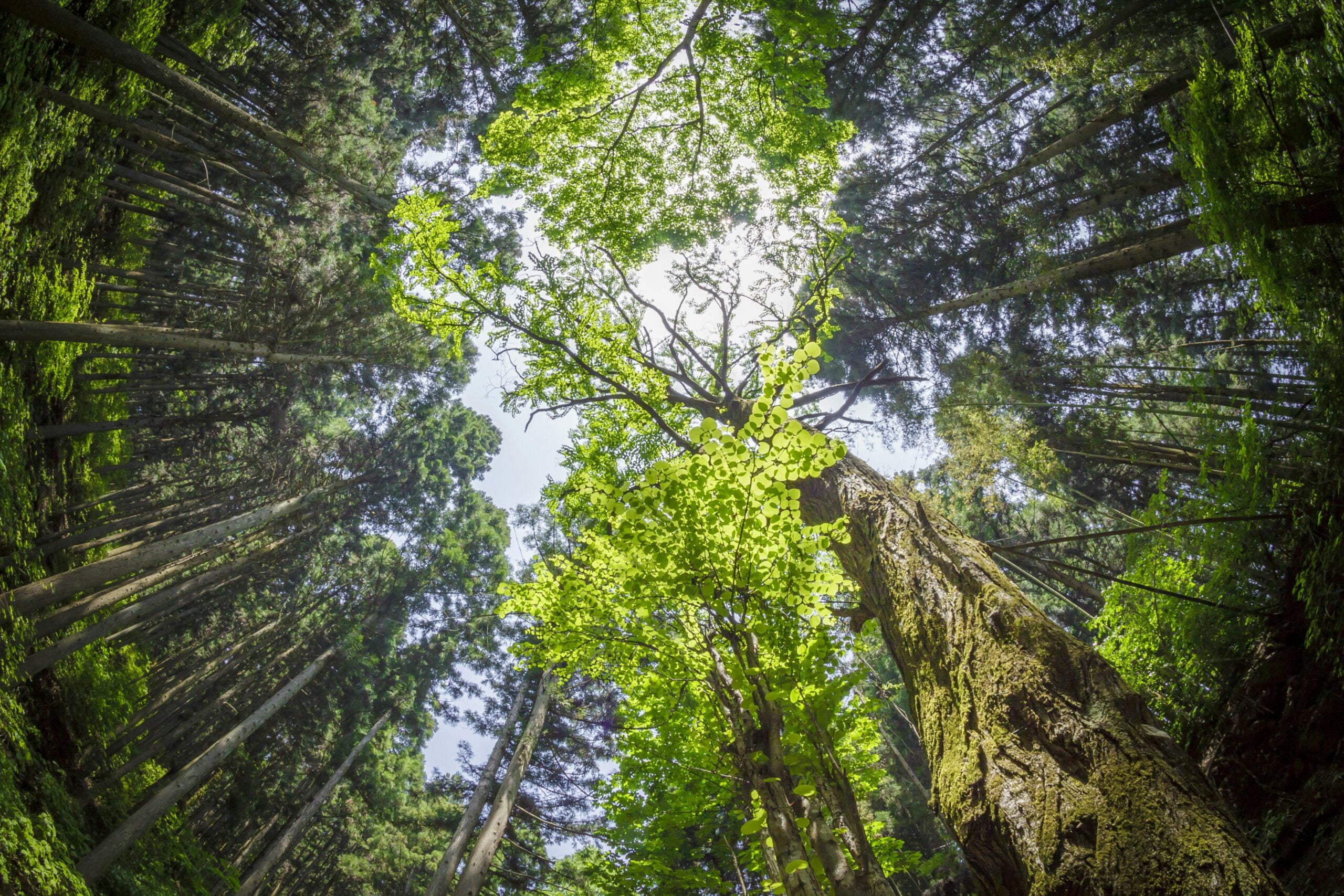 The Benefits of Forest Bathing for Mental and Physical Health